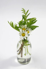 Bouquet of chamomile flowers in glass vase on white background