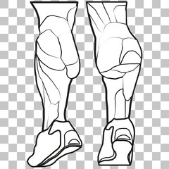 Vector image lower legs on a transparent background. leg muscles.