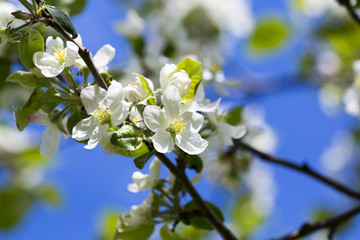 Apple tree flower against a blue sky on a sunny summer day.