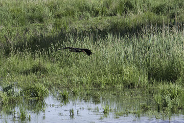 Schwarzer Storch im Anflug