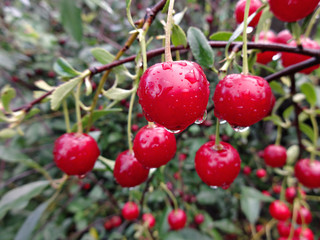 Красные ягоды веточки вишни с каплями воды после дождя