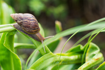 snail