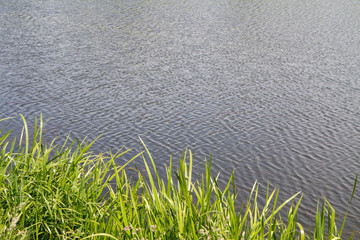 Reed growing at a lakeside
