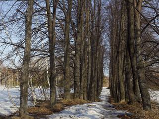 Avenue of limes in early spring