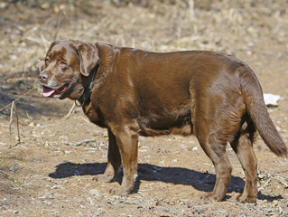 Chocolate labrador in the nature