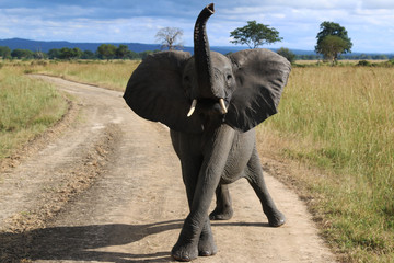 Safari landscapes in Tanzania, Africa. Travel africa. Wildlife background. © Sade