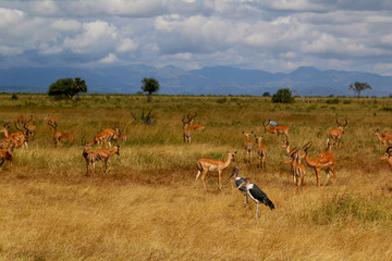 Naklejka na ściany i meble Safari landscapes in Tanzania, Africa. Travel africa. Wildlife background.