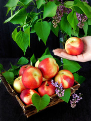 Nectarines in the basket and branches of lilac. Nectarine in female hand