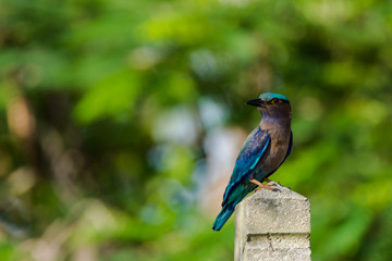 Bird
