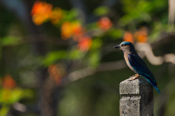 Bird