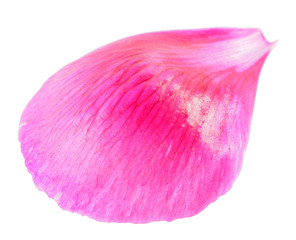 Pink petal of peony close-up isolated on white background