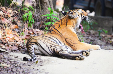 The Bengal tiger (Panthera tigris tigris) is the most numerous tiger subspecies. By 2011, the total population was estimated at fewer than 2,500 individuals with a decreasing trend. © Prakash