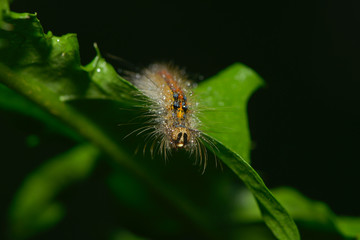 Kleine Raupe krabbelt über ein Blatt