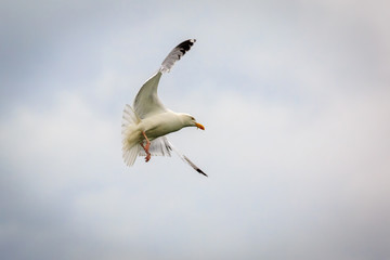 Herring gull catching an insect