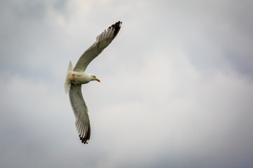 Herring gull cflying