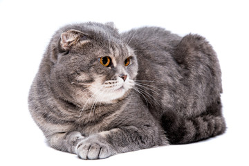 Gray lop-eared cat on white background isolated.