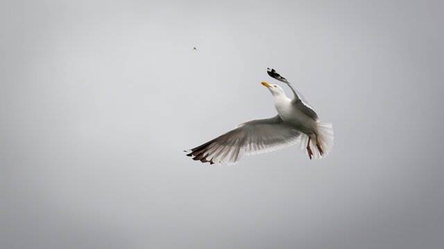 Herring gull catching an insect