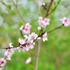 Beautiful flowering fruit trees.