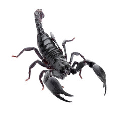 Black scorpions isolated on a white background