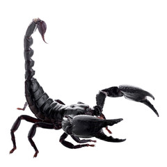 Black scorpions isolated on a white background