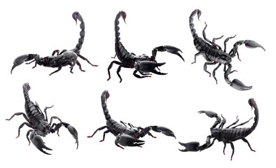 Obraz premium Black scorpions isolated on a white background