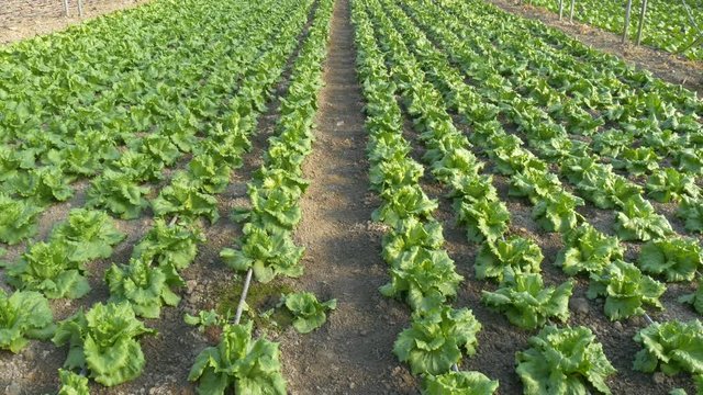rows of lettuce plants in greenhouse