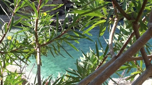 Beach view through sea spurge bush, top view, zoom in