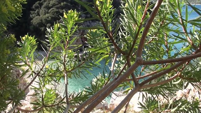 Beach view through sea spurge bush, top view