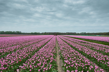 Tulipani rosa