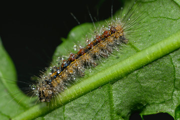 Kleine Raupe krabbelt über ein Blatt © nounours1