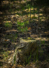 Naklejka na ściany i meble A pine tree sapling on an old stump lit with bright sun in the forest