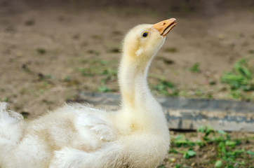 Young geese in the courtyard / Photo taken in Russia, in the rural compound