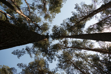 Pine trees