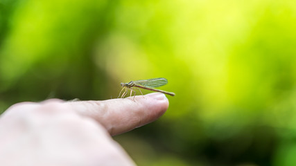 Dragon fly sitting on a finger