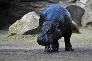 Pygmy hippo Nicky
