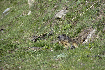 La marmotta esce con cautela  dalla tana 