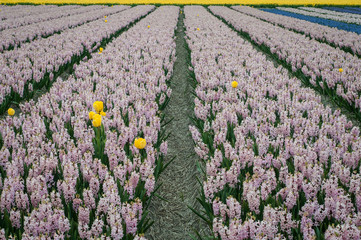 Il giallo nel rosa