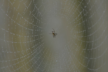 Spinne in ihrem Netz