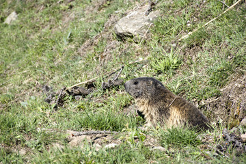 La marmotta esce con cautela  dalla tana 