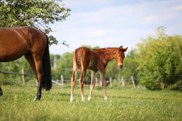 Obraz premium Fohlen 