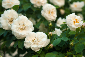 Obraz na płótnie Canvas Blooming white fresh rose. White roses on a bush in a garden. Close-up of garden rose.