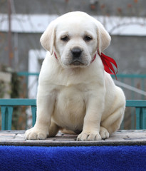 the little labrador puppy on a blue background