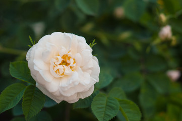 Blooming white fresh rose. White roses on a bush in a garden. Close-up of garden rose.