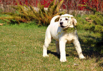 the yellow happy labrador puppy in garden