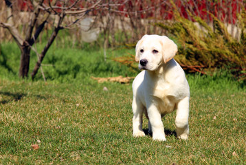 a yellow happy labrador puppy in garden