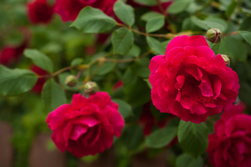 Red roses on a bush in a garden. Close-up of garden rose.