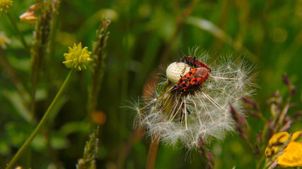 Two bugs sharing a dandelion