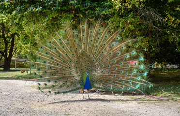 Blauer Pfau im Park - Pavo Cristatus