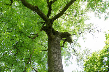 Ash tree © teine