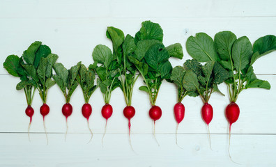 Row of  fresh organic red radishes with tops on white wooden background. Top view. Vegetable background